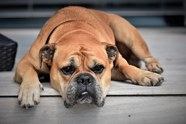 Eliminate Dog Odor From Concrete, How To Get Dog Smell Out Of Basement Floor